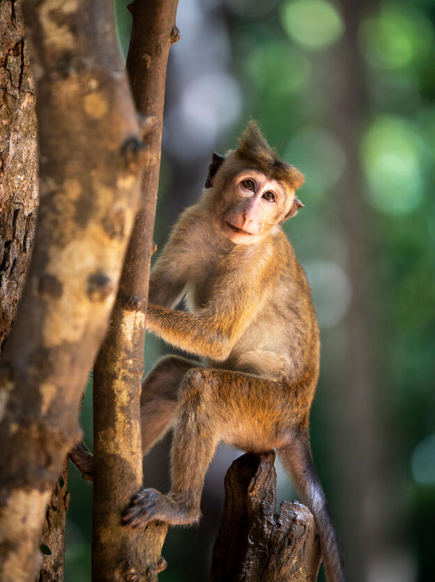 Macaque at Wilpattu National Park, Sri Lanka