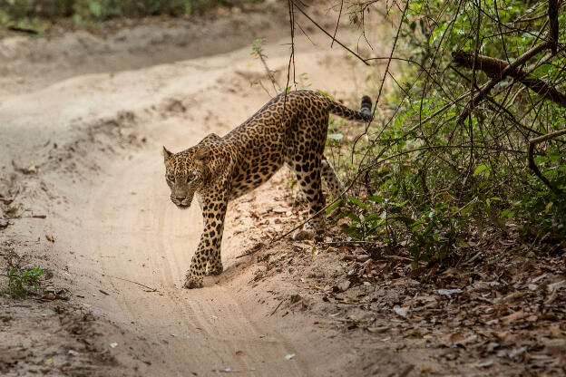 Female Leopard at Wilpattu National Park, Sri Lanka