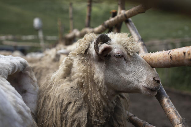 Sheep in Thusheti