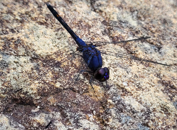 Dragonfly, Sri Lanka Highlands