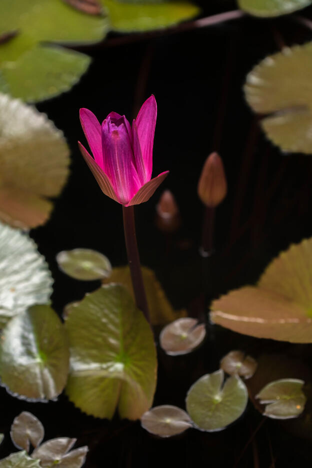 Botanical Garden in Kandy, Sri Lanka: Water Lily