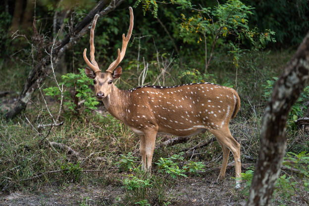 Spotted Deer at Wilpattu National Park, Sri Lanka