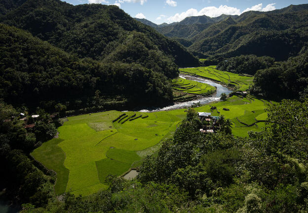 Rice fields in Ayangan are harvested twice a year hence expose lush green in November