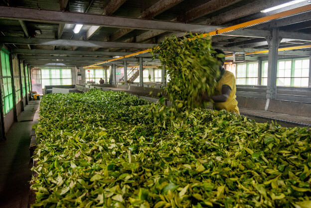 Tea is dried for a good half day at Damro Tea Plantation in the Sri Lanka highlands