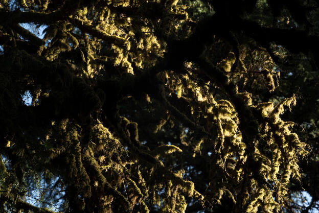 Portland Hoyt Arboretum - Moss on tree