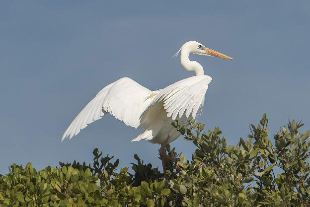 Giant Egret on Isla de la Pasión, Holbox