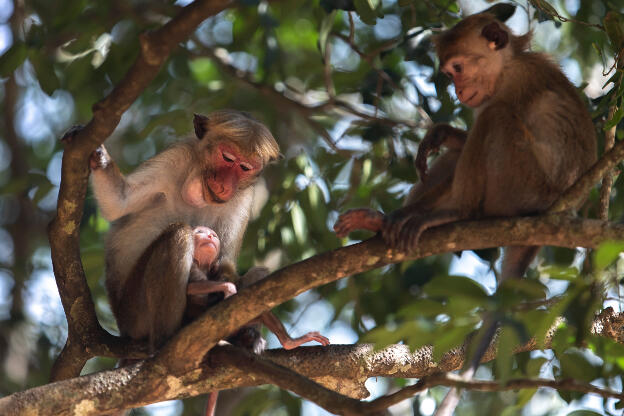 Macaques at Wilpattu National Park, Sri Lanka