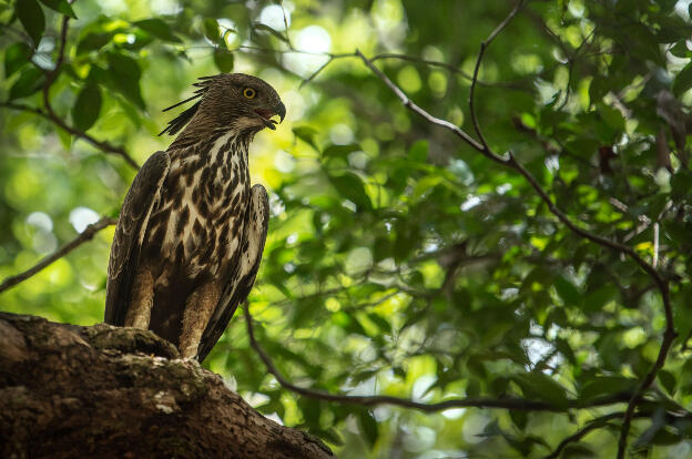 Hawk Eagle at Wilpattu National Park, Sri Lanka