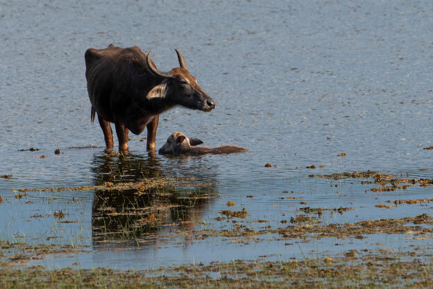 Mother Water Buffalo scares away a crocodle that was sneaking up stealthily on her baby at Wilpattu National Park, Sri Lanka