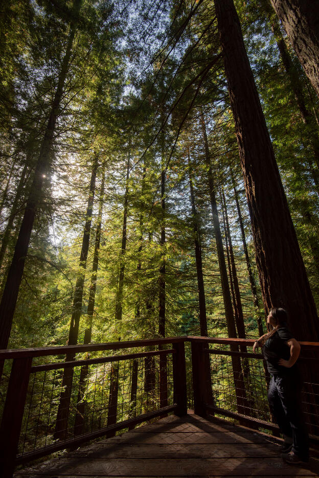 Portland Hoyt Arboretum - Redwood Deck