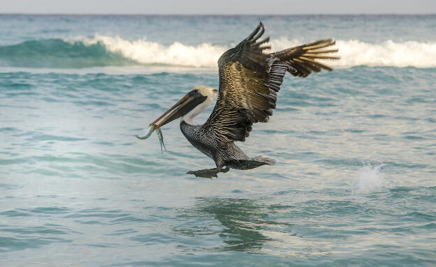 Pelican caught fish from waterat Varadero beach