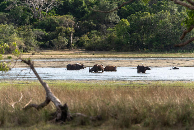 Water Buffalo herd at Wilpattu National Park, Sri Lanka