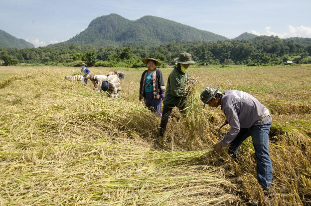 Harvesting rice in November, Mae Hong Son