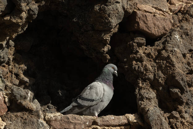 Dove in Artenara