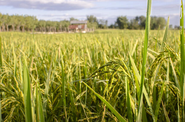 Rice field in November, East Thailand