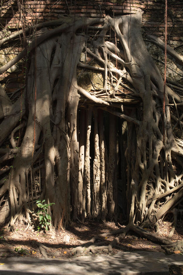 Tainan, Taiwan: Anping Tree House - Banyan trees covering everything, also this door