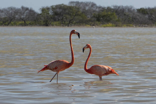 Flamingos in Parque Natural Ría Lagartos