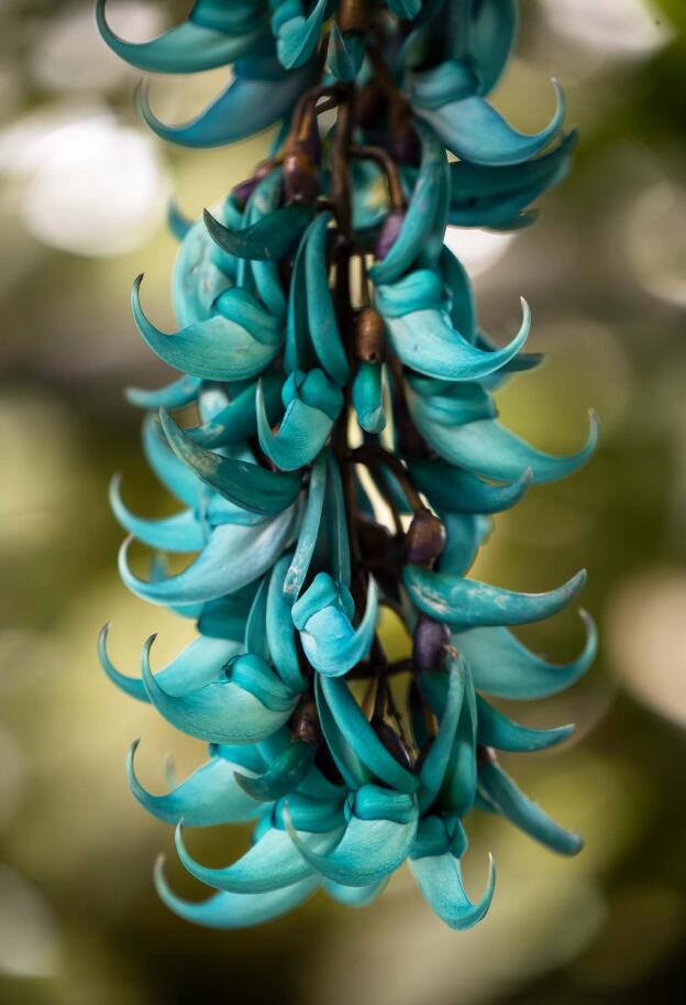 Cameron Highlands: Jade Vine flower
