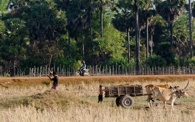Fields around Kampong Thom