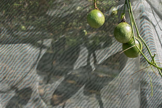 Maracuya growing in Yuchi Township, Taiwan