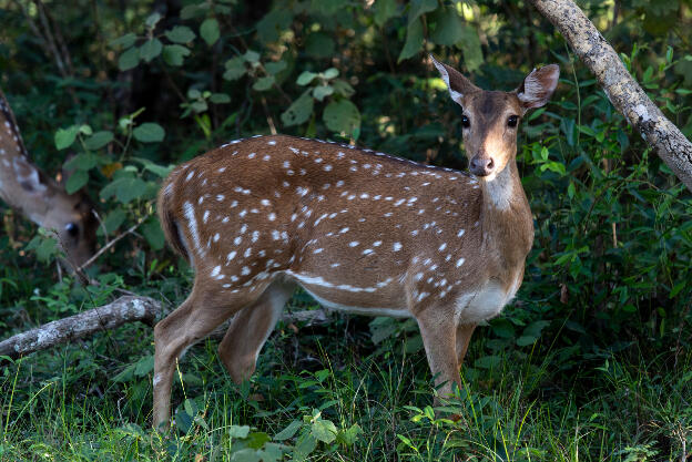 Deer at Wilpattu National Park, Sri Lanka