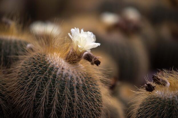 Cameron Highlands: Cactus