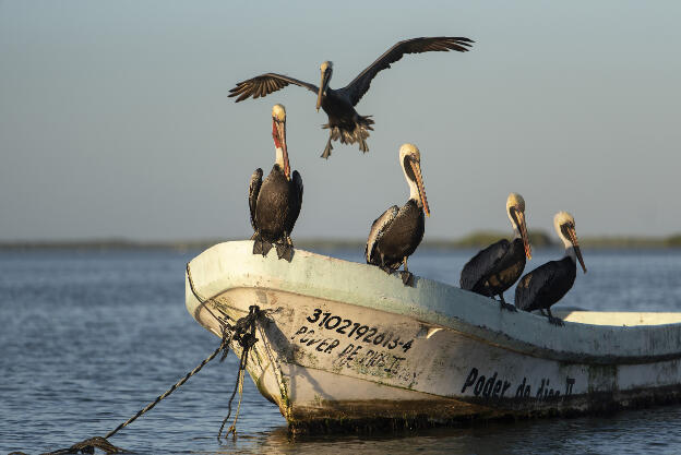 Pelicans in Parque Natural Ría Lagartos