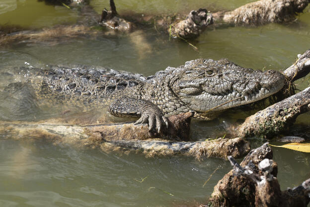 Crocodile in Parque Natural Ría Lagartos
