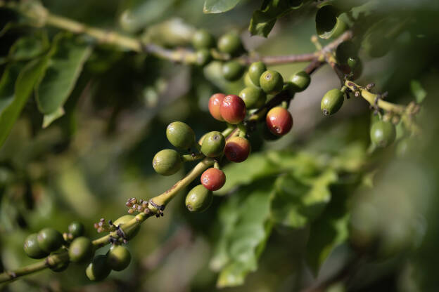 Platinum plantation, probably the northes coffee growth due to micro climate in Agaete valley, Gran Canaria