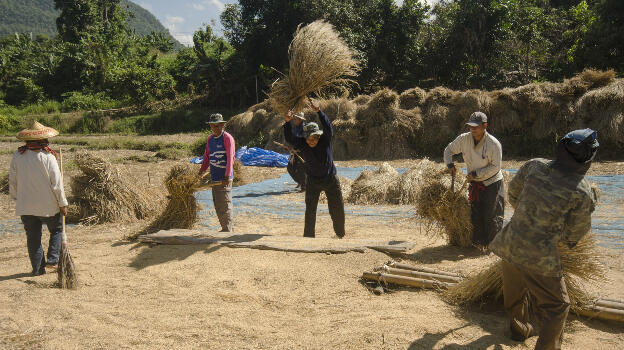 Thrashing of rice in November, Mae Hong Son