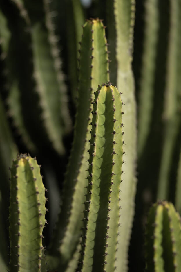 Cactus, Gran Canaria