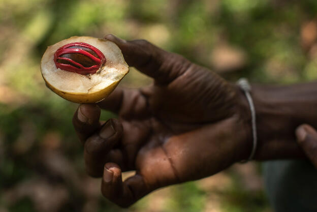 Botanical Garden in Kandy, Sri Lanka: Nutmeg fruit