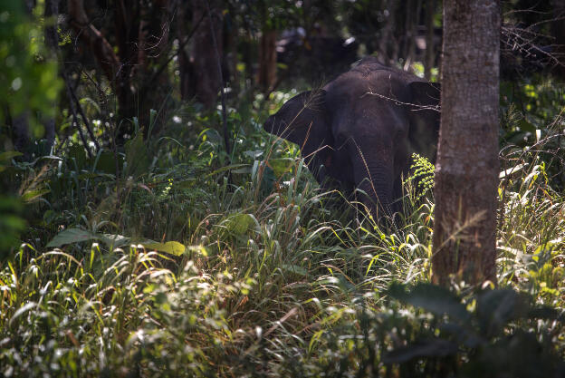 Elephant at Hurulu Eco Park, Sri Lanka