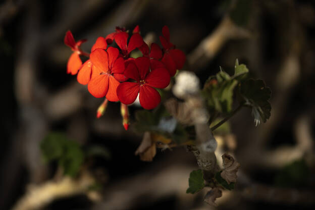 Geranium in Artenara