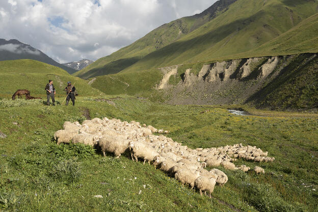 Sheep on Kvakhidi meadows
