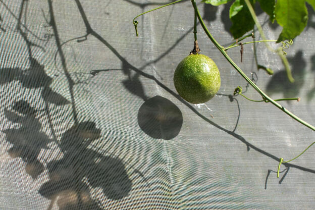 Maracuya growing in Yuchi Township, Taiwan