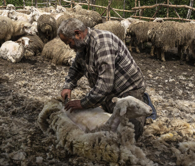 Shepherds taking the wool in Tusheti
