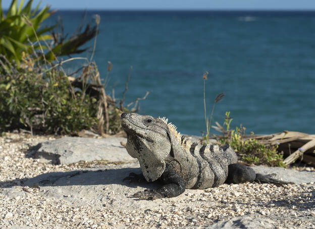 Iguana in Tulum
