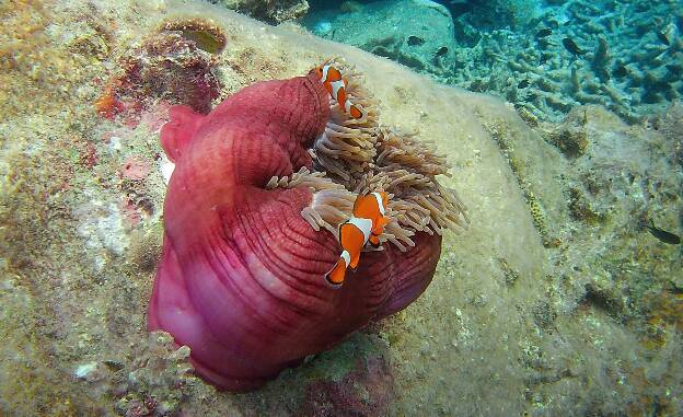 Snorkelling on Perhentian Islands