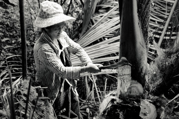 Harvesting palm hearts