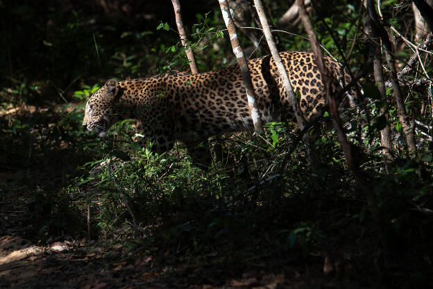 Leopard strolling from the lake back to a dead animal in the forest at Wilpattu National Park, Sri Lanka