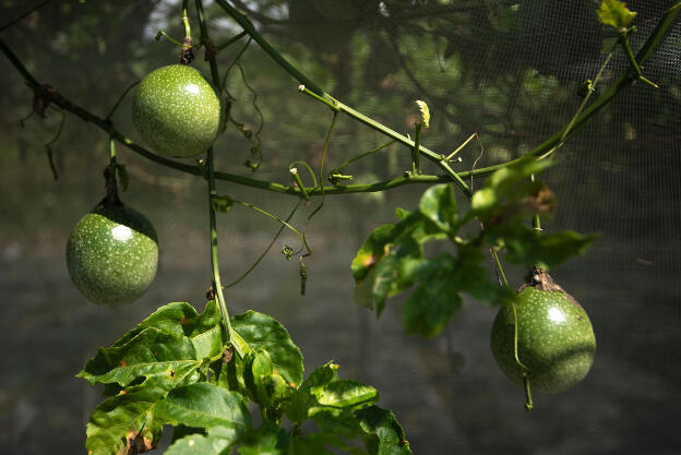 Maracuya growing in Yuchi Township, Taiwan