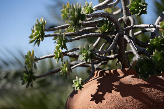 Plant in Juncalillo