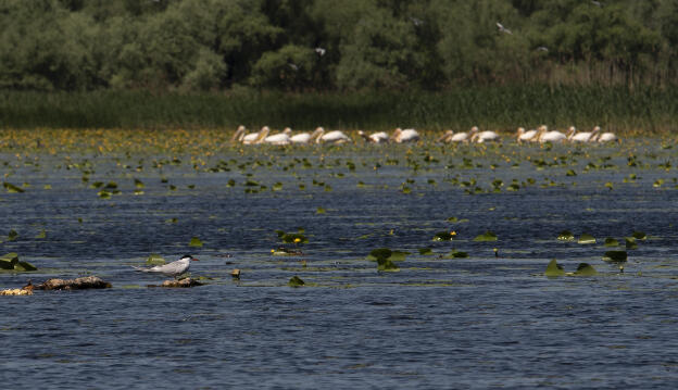 Lower Dniester National Park - Pelicans fishing in background