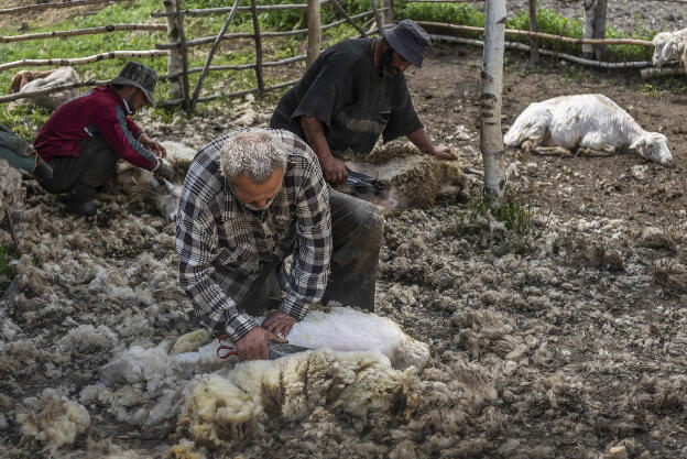 Shepherds taking the wool in Tusheti