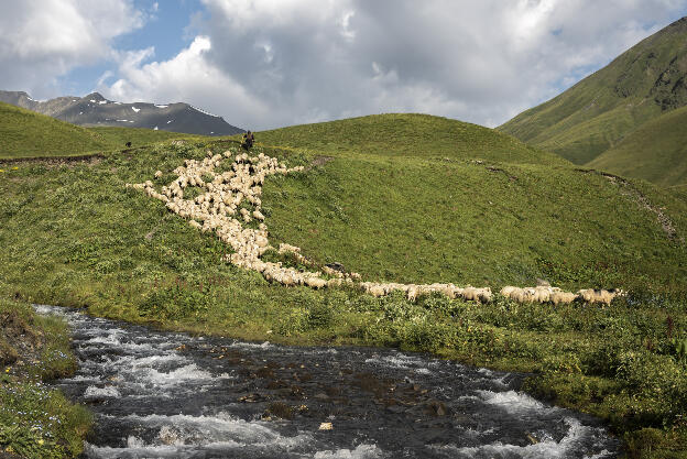 Sheep on Kvakhidi meadows