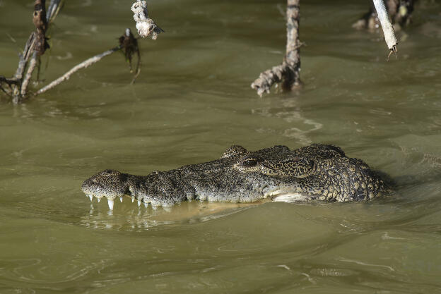 Crocodile in Parque Natural Ría Lagartos