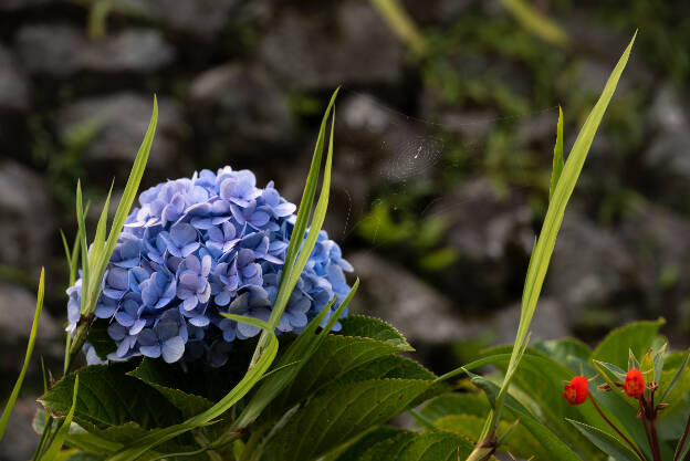 Hydrangea macrophylla is native to Japan flowering in summer and autumn. Common names include bigleaf or French or lacecap or mophead hydrangea, penny mac, and hortensia. It is widely cultivated in many parts of the world in many climates.