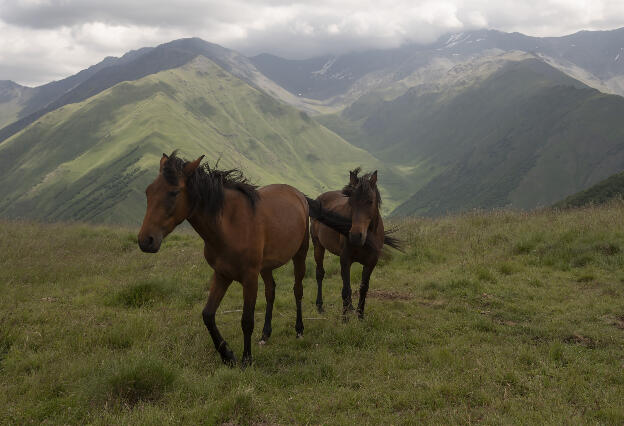 Horses on Khidotanis ridge