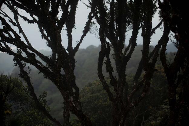 Cameron Highlands: Mossy Forest